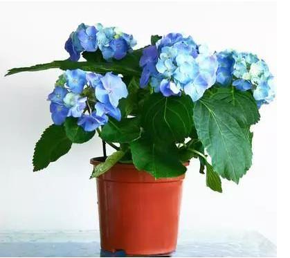 你想把哪盆花摆在家中,测幸运之神何时降临到你家 你想把哪盆花摆在家中,测幸运之神何时降临到你家