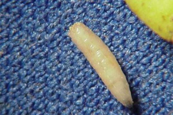 女人梦到鱼下崽什么预兆