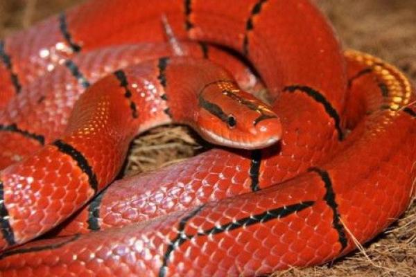 梦见红蛇是什么预兆 女性