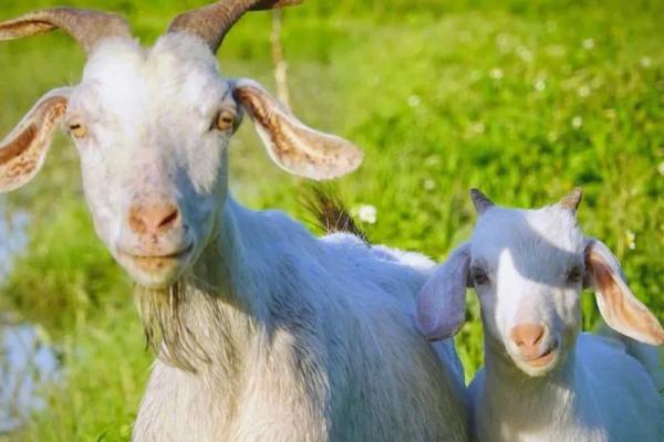 2003年属羊最佳结婚年龄 2003年属羊一生有几次婚姻 2003年属羊最佳结婚年龄 2003年属羊一生有几次婚姻